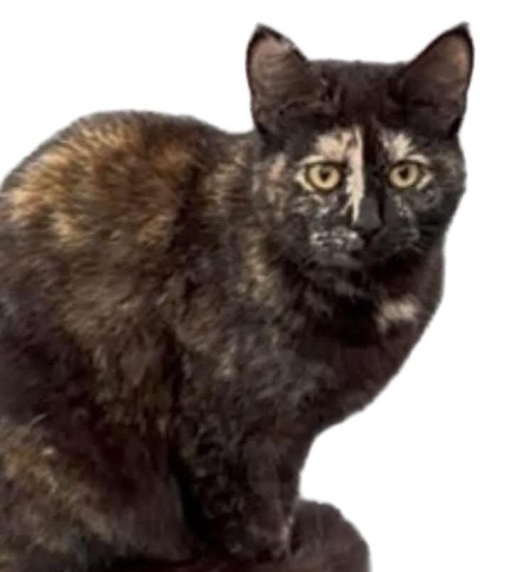 Enlarge Jewel, a Adoptable Domestic Short Hair in Fair Haven, VT image 1/3