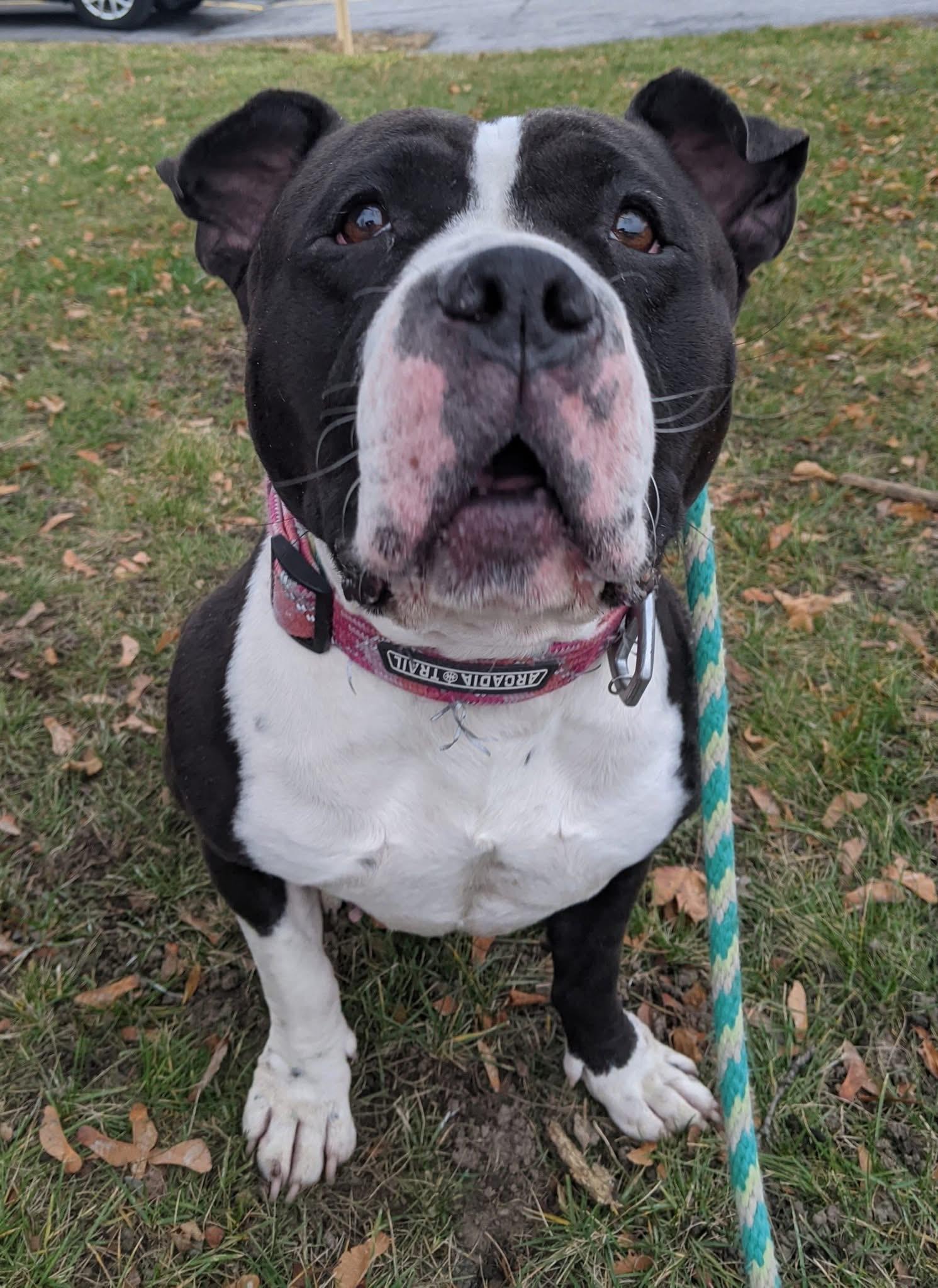 Saikoro, Adoptable, Adult Female Pit Bull Terrier.