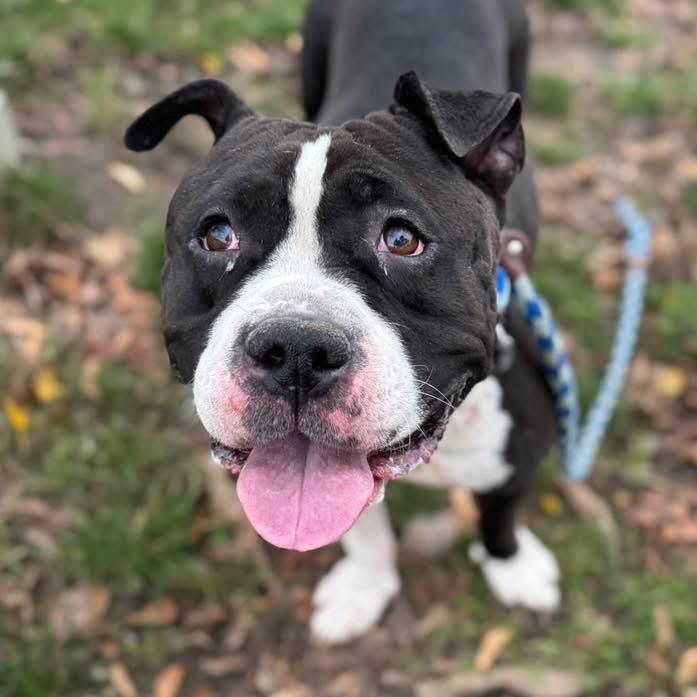 Saikoro, a Adoptable mixed breed in Buffalo, NY image 3/5