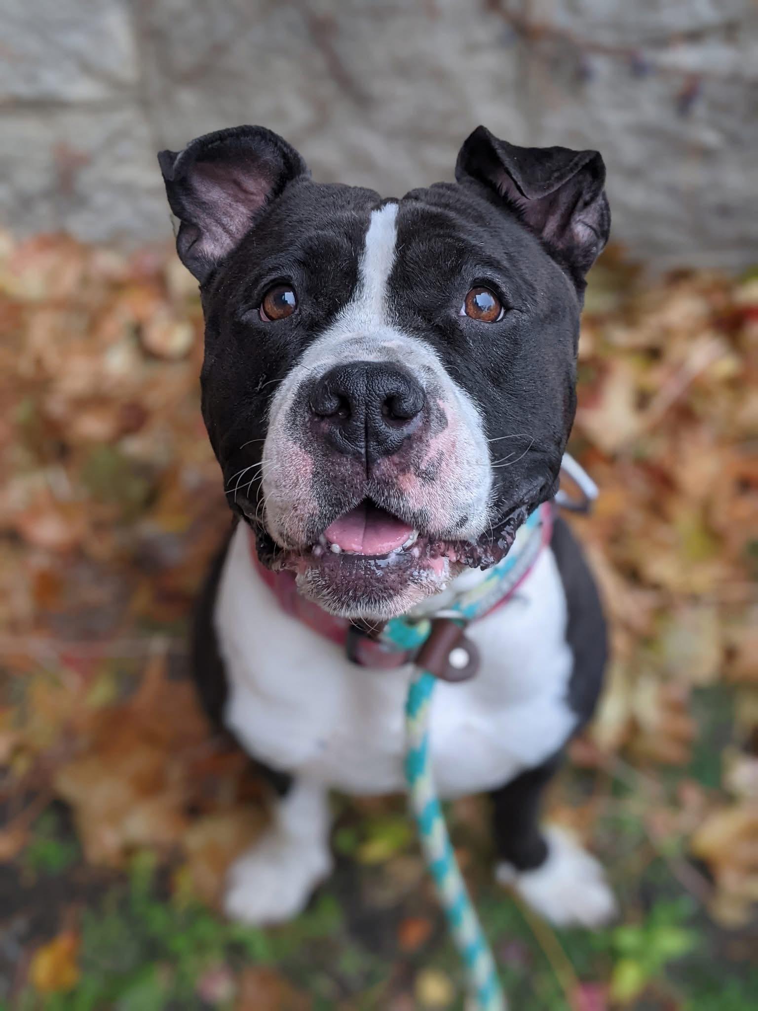 Saikoro, Adoptable, Adult Female Pit Bull Terrier.