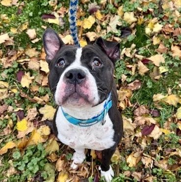 Saikoro, a Adoptable mixed breed in Buffalo, NY image 4/5