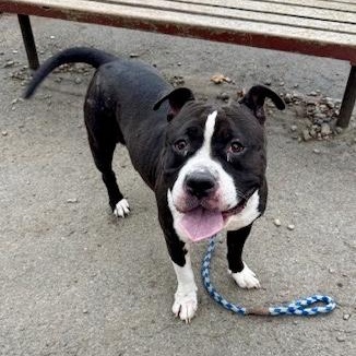 Saikoro, a Adoptable mixed breed in Buffalo, NY image 5/5