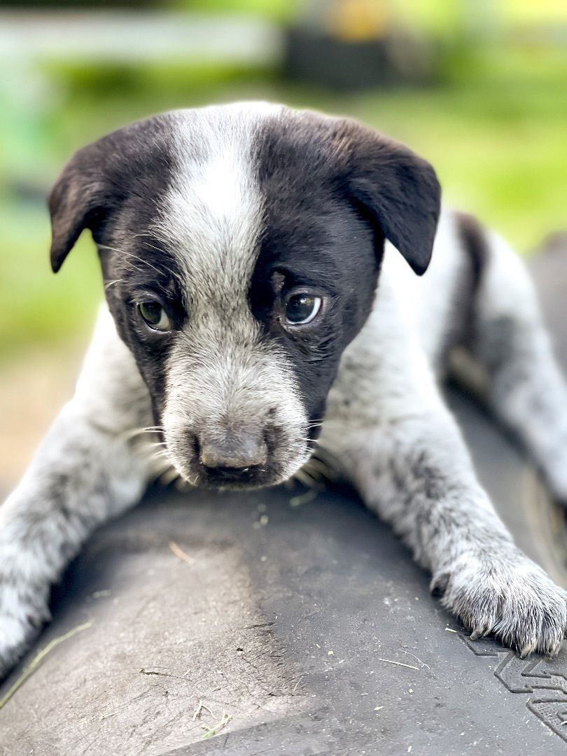 Enlarge George Michael , a Adopted mixed breed in La Center, WA image 2/6