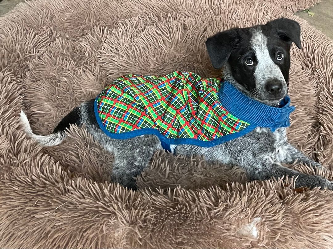 Enlarge George Michael , a Adopted mixed breed in La Center, WA image 3/6