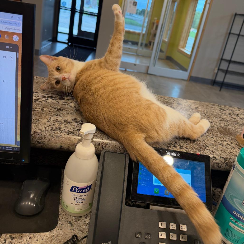 Enlarge Mario, a Adoptable Domestic Short Hair in Wadena, MN image 1/6