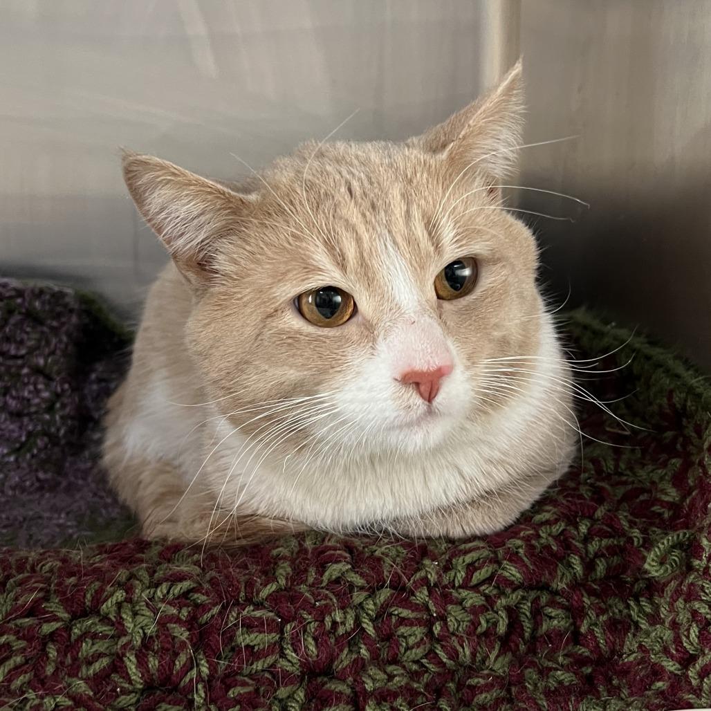 Enlarge Mario, a Adoptable Domestic Short Hair in Wadena, MN image 2/6
