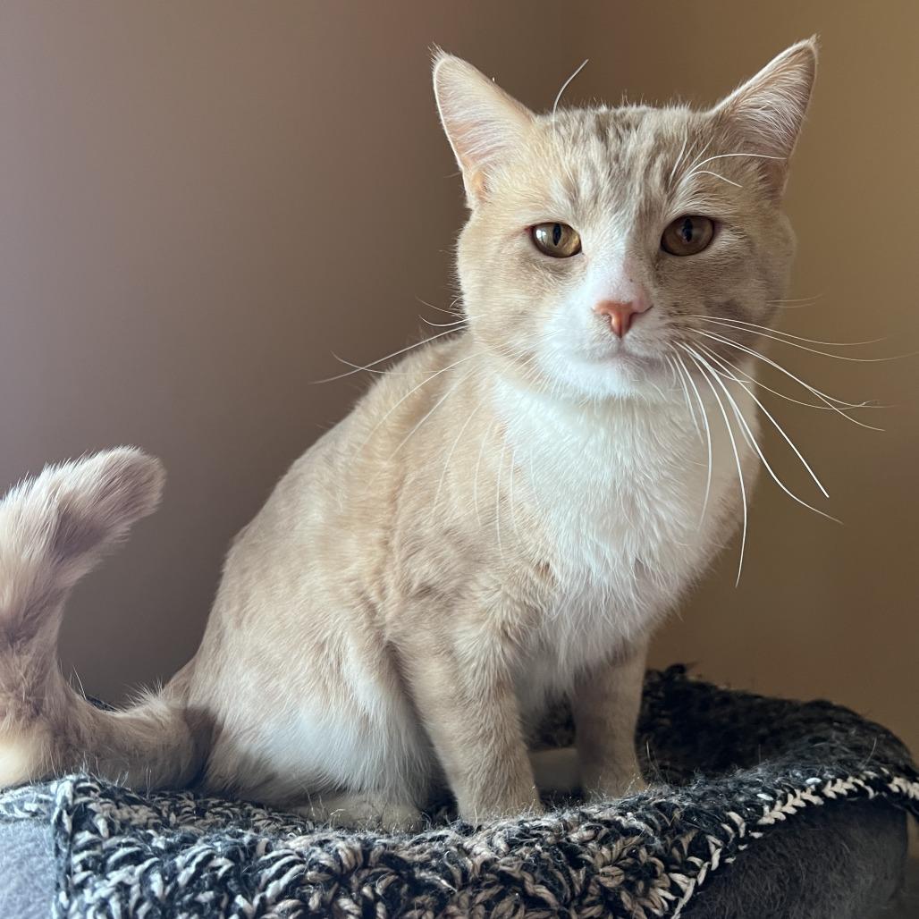 Enlarge Mario, a Adoptable Domestic Short Hair in Wadena, MN image 3/6