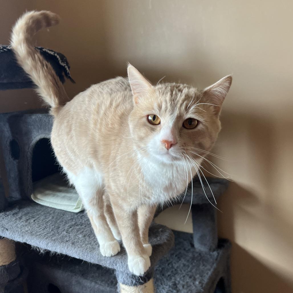 Enlarge Mario, a Adoptable Domestic Short Hair in Wadena, MN image 4/6