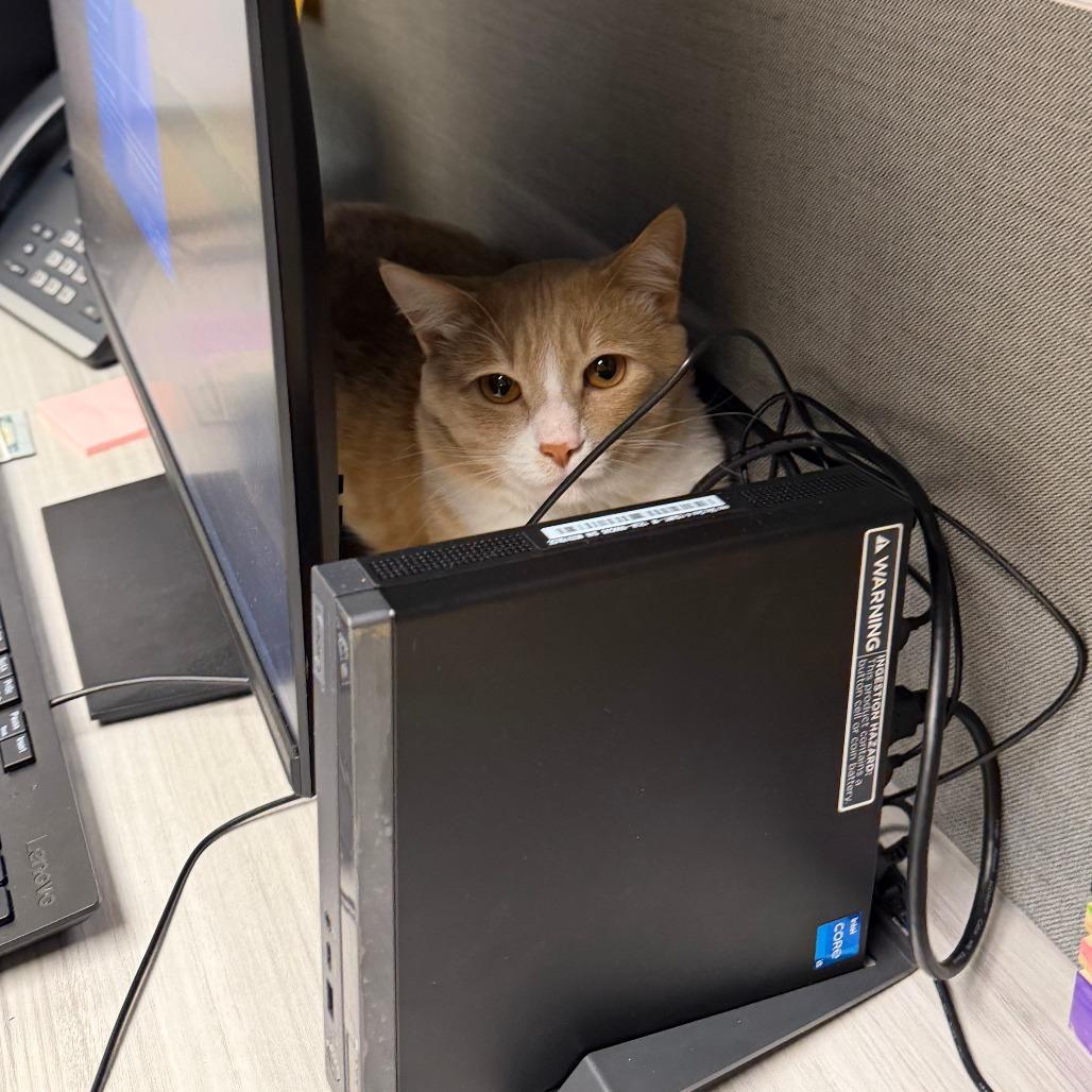 Enlarge Mario, a Adoptable Domestic Short Hair in Wadena, MN image 5/6