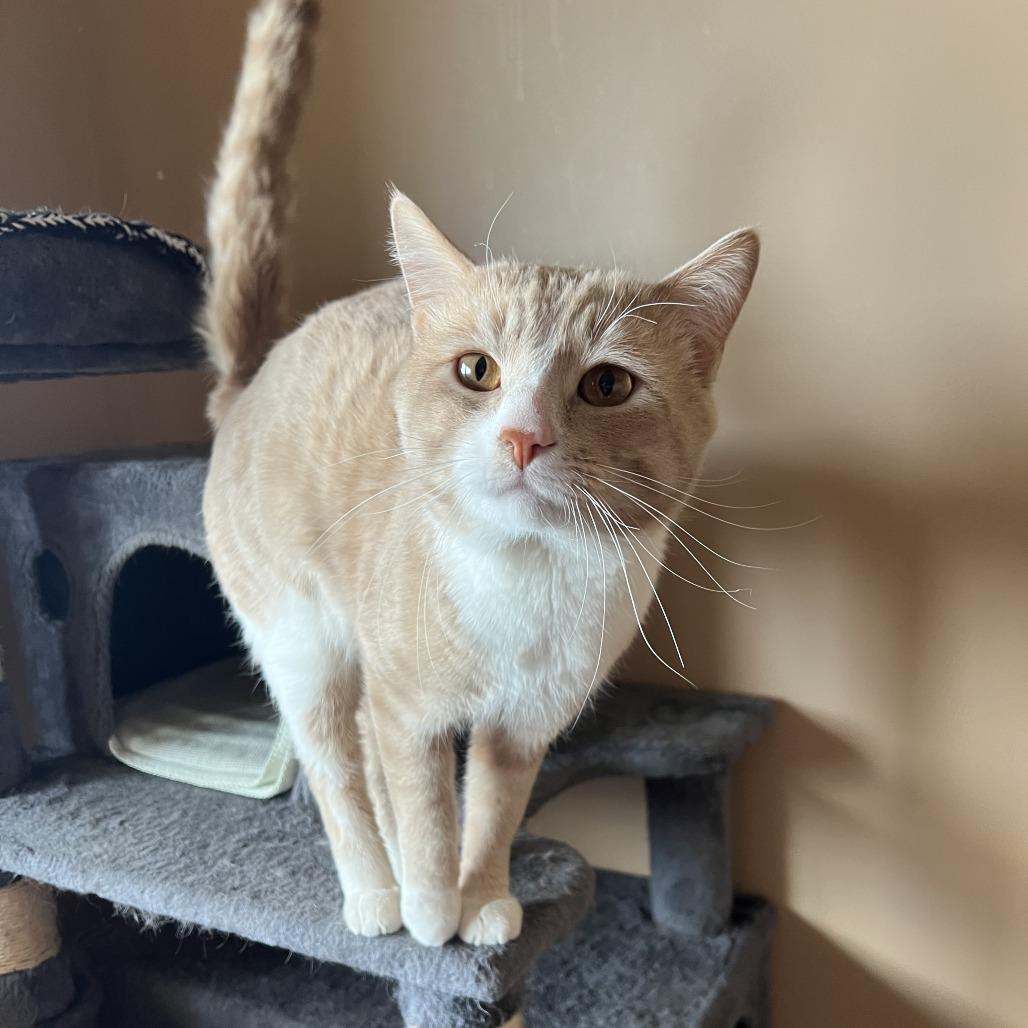 Enlarge Mario, a Adoptable Domestic Short Hair in Wadena, MN image 6/6