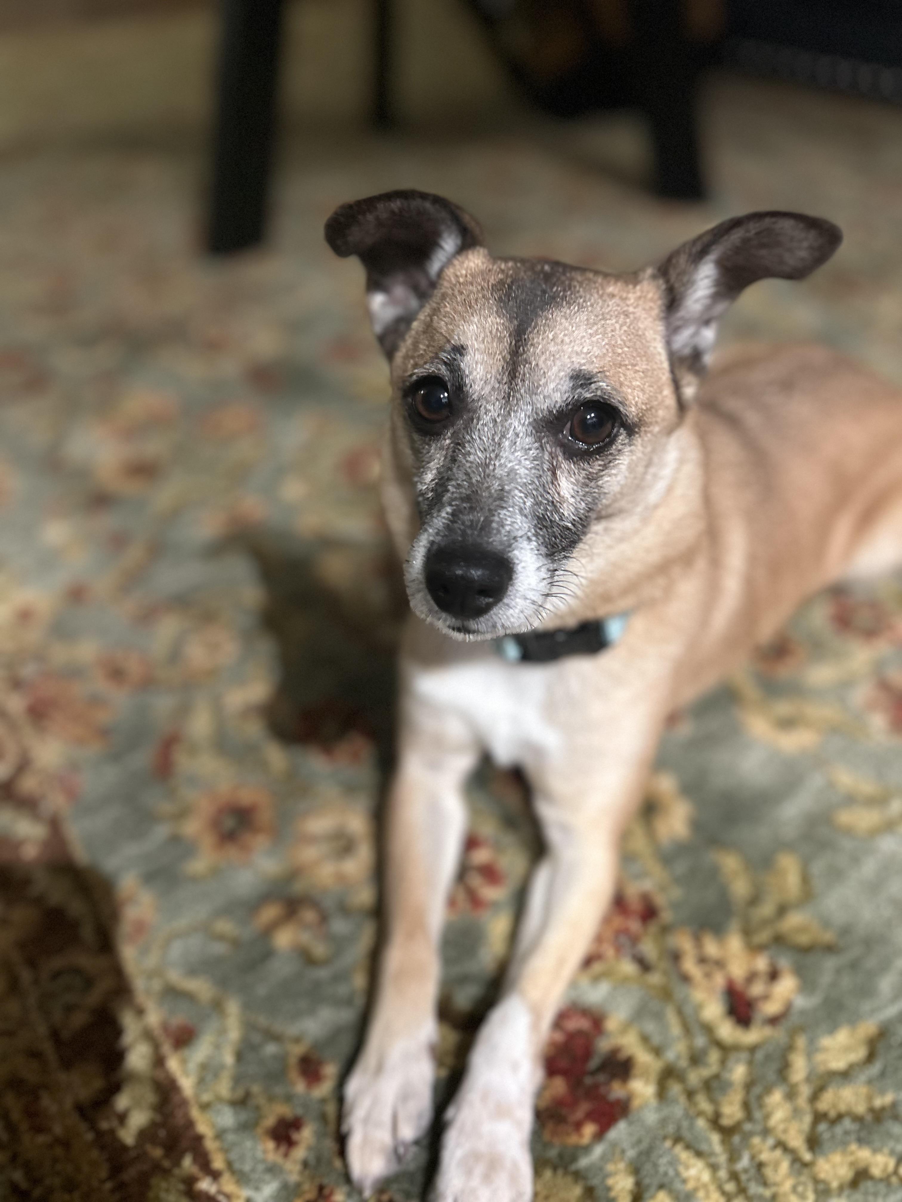 Blossom, adoptable, Adult Female Mixed Breed.