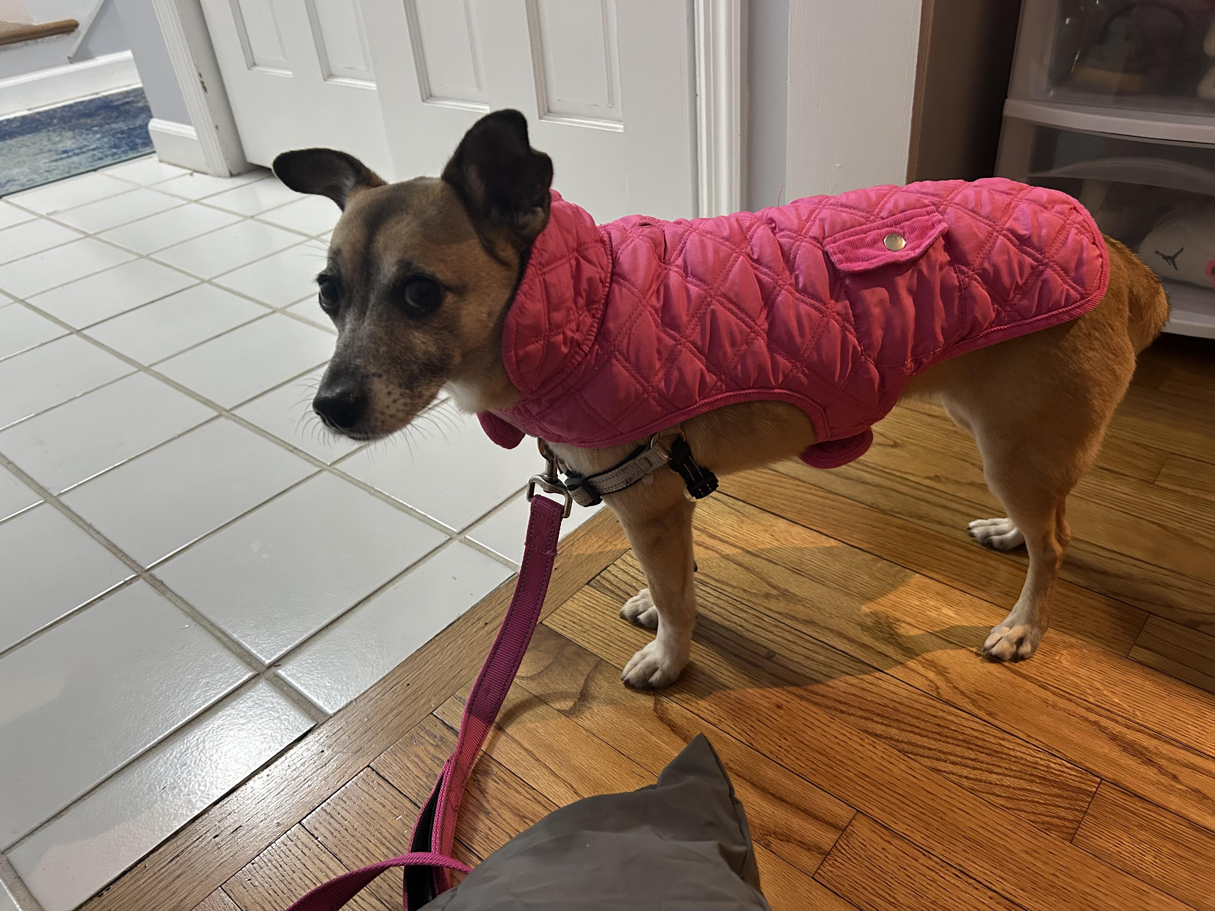 Enlarge Blossom, an adoptable Mixed Breed in Ridgefield, CT image 4/4