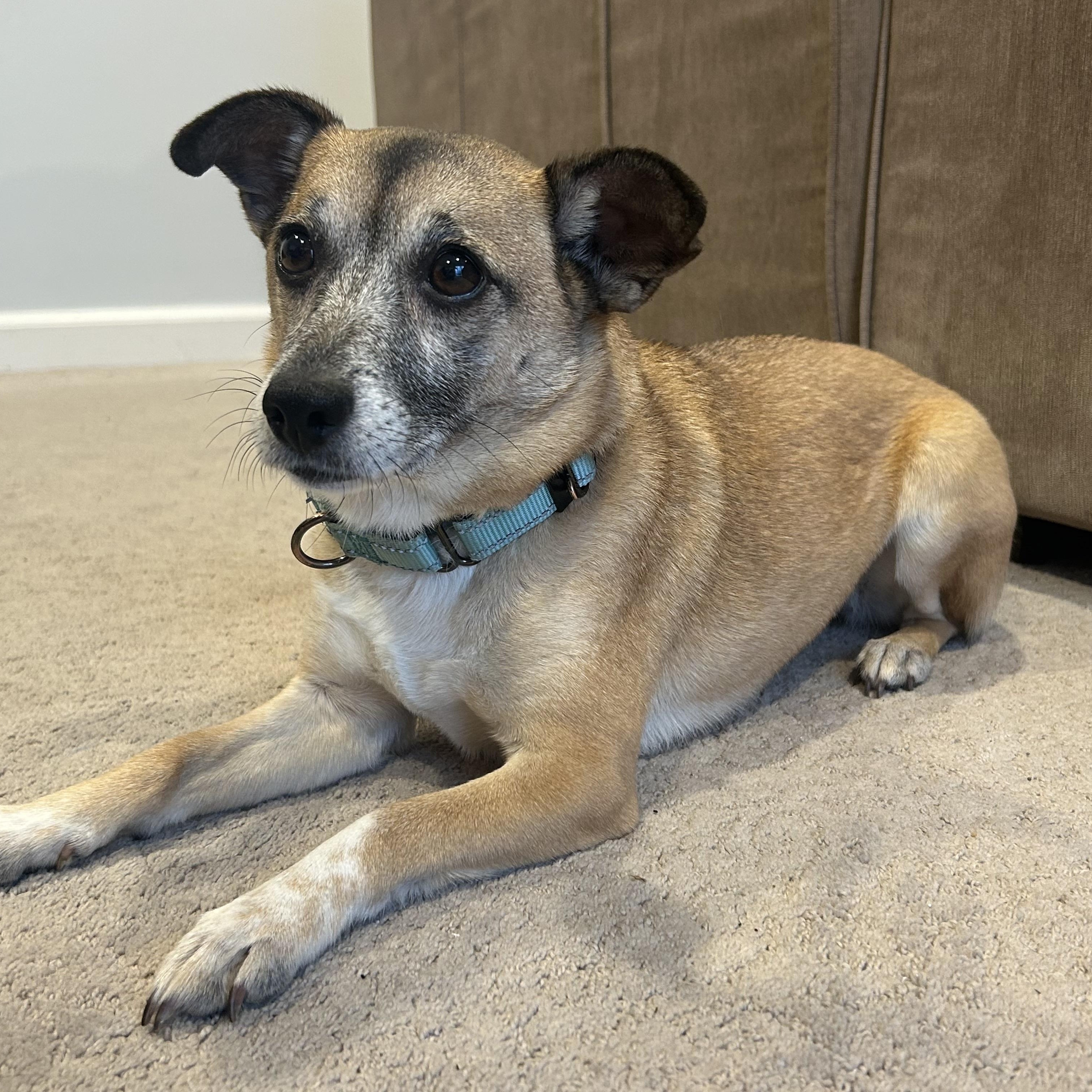 Enlarge Blossom, an adoptable Mixed Breed in Ridgefield, CT image 5/6