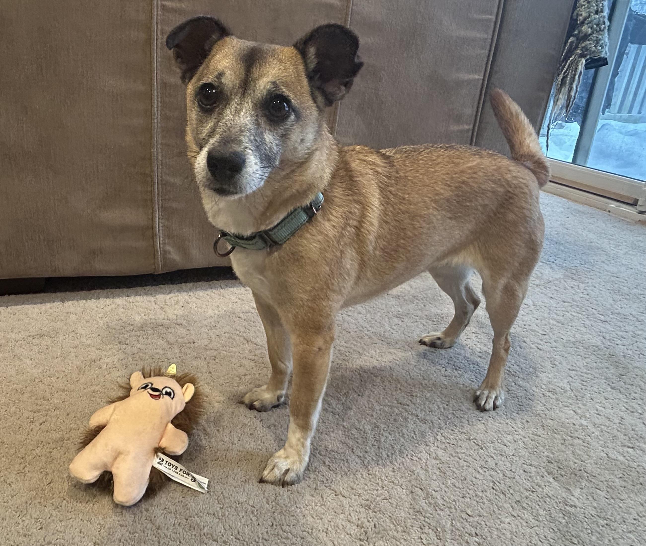 Enlarge Blossom, an adoptable Mixed Breed in Ridgefield, CT image 1/6