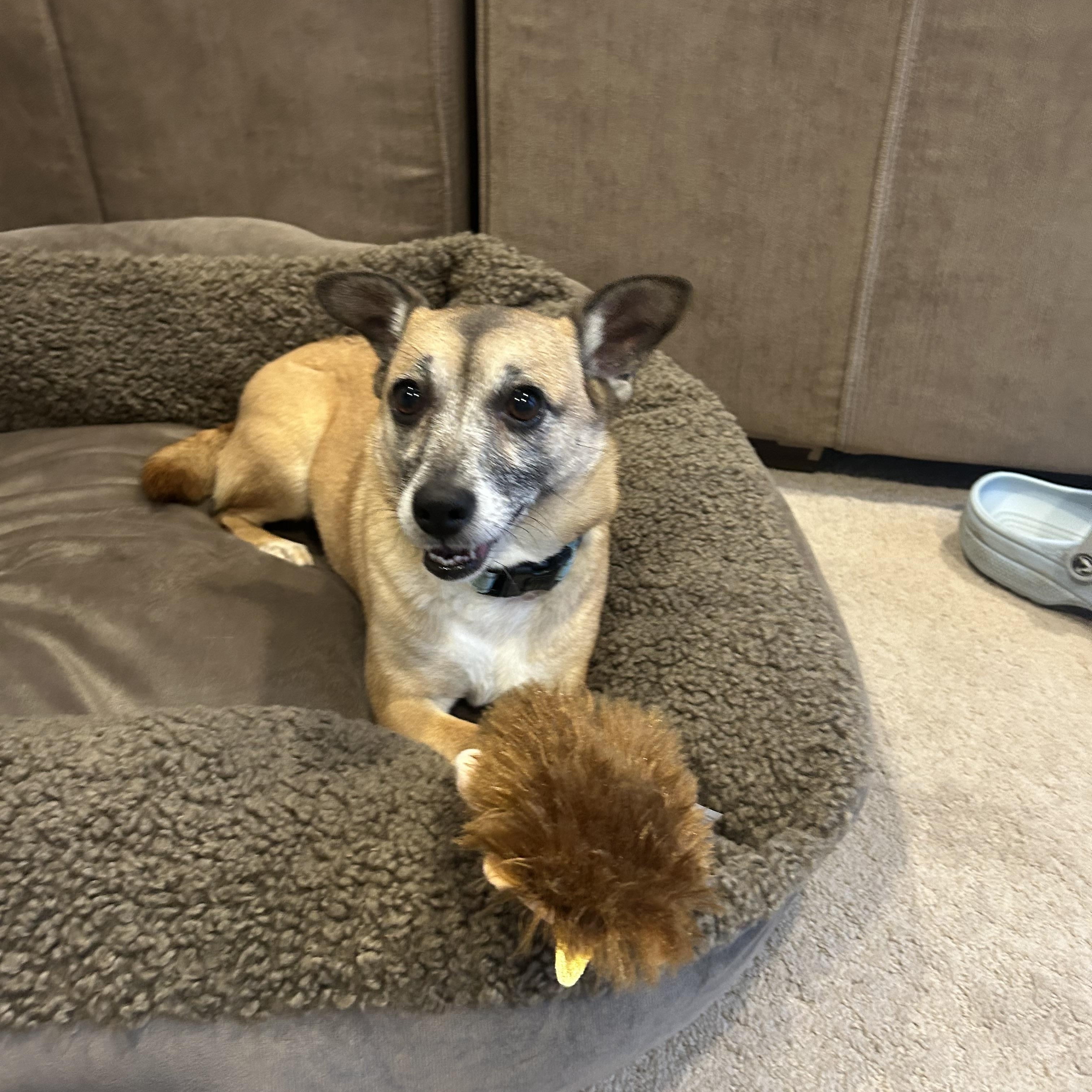 Enlarge Blossom, an adoptable Mixed Breed in Ridgefield, CT image 3/4