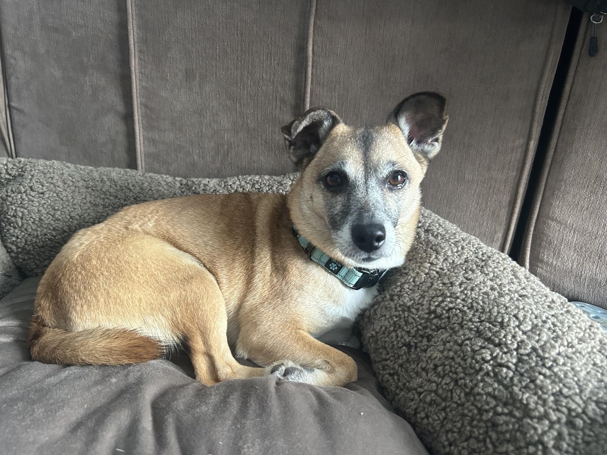 Enlarge Blossom, an adoptable Mixed Breed in Ridgefield, CT image 2/4