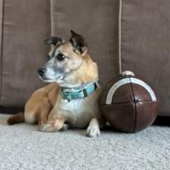 Enlarge Blossom, an adoptable Mixed Breed in Ridgefield, CT image 3/5