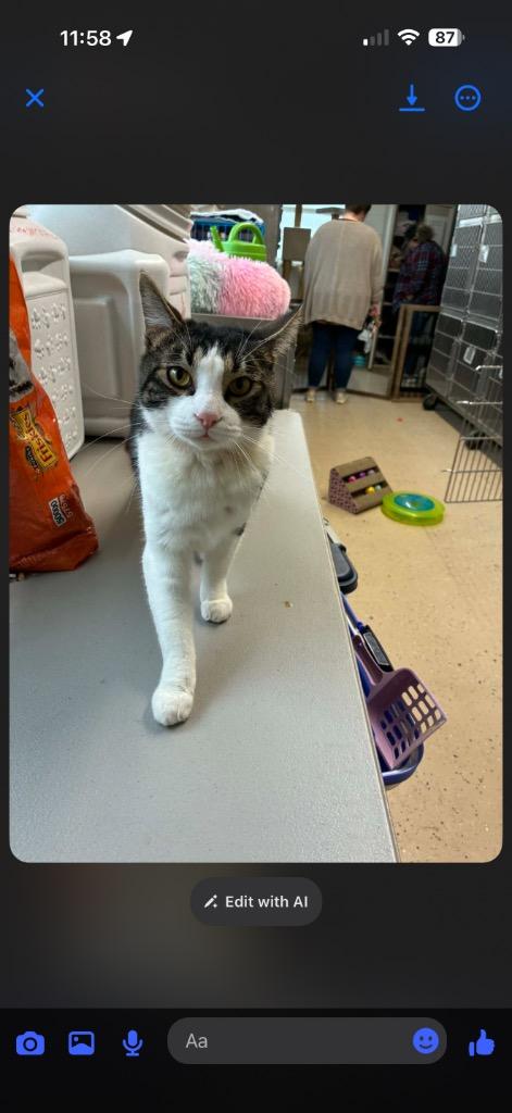 Cricket, Adoptable, Young Male Domestic Short Hair.