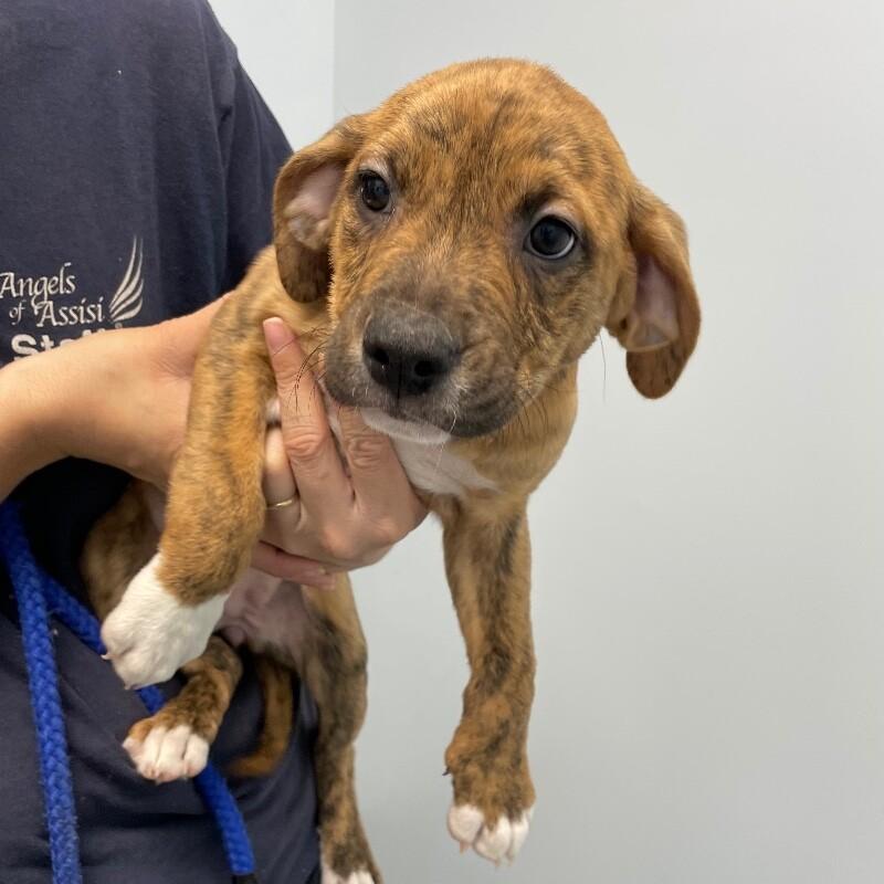 Pecan Tassie thumbnail 2