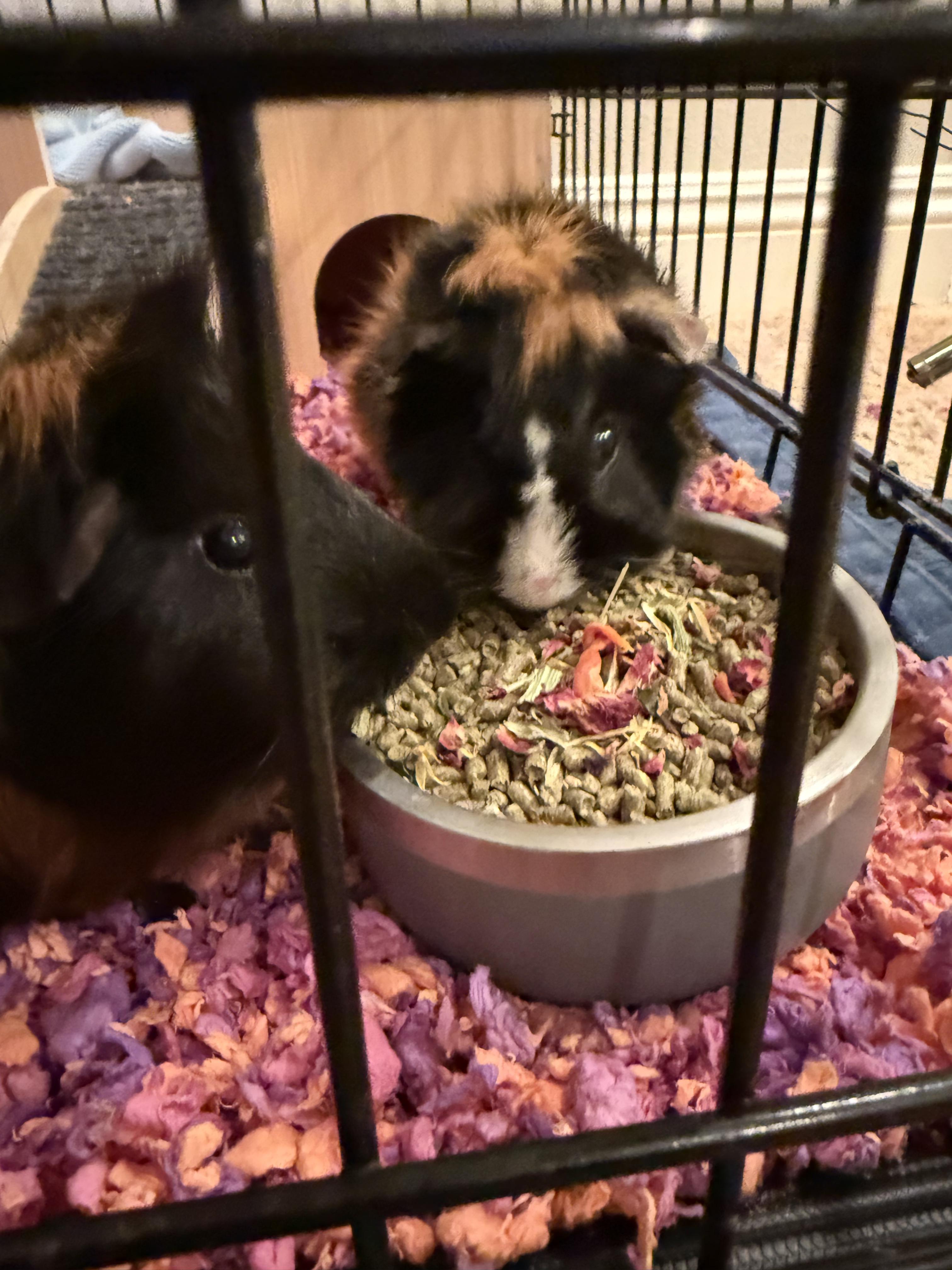 The Boys, Adoptable, Adult Male Abyssinian.