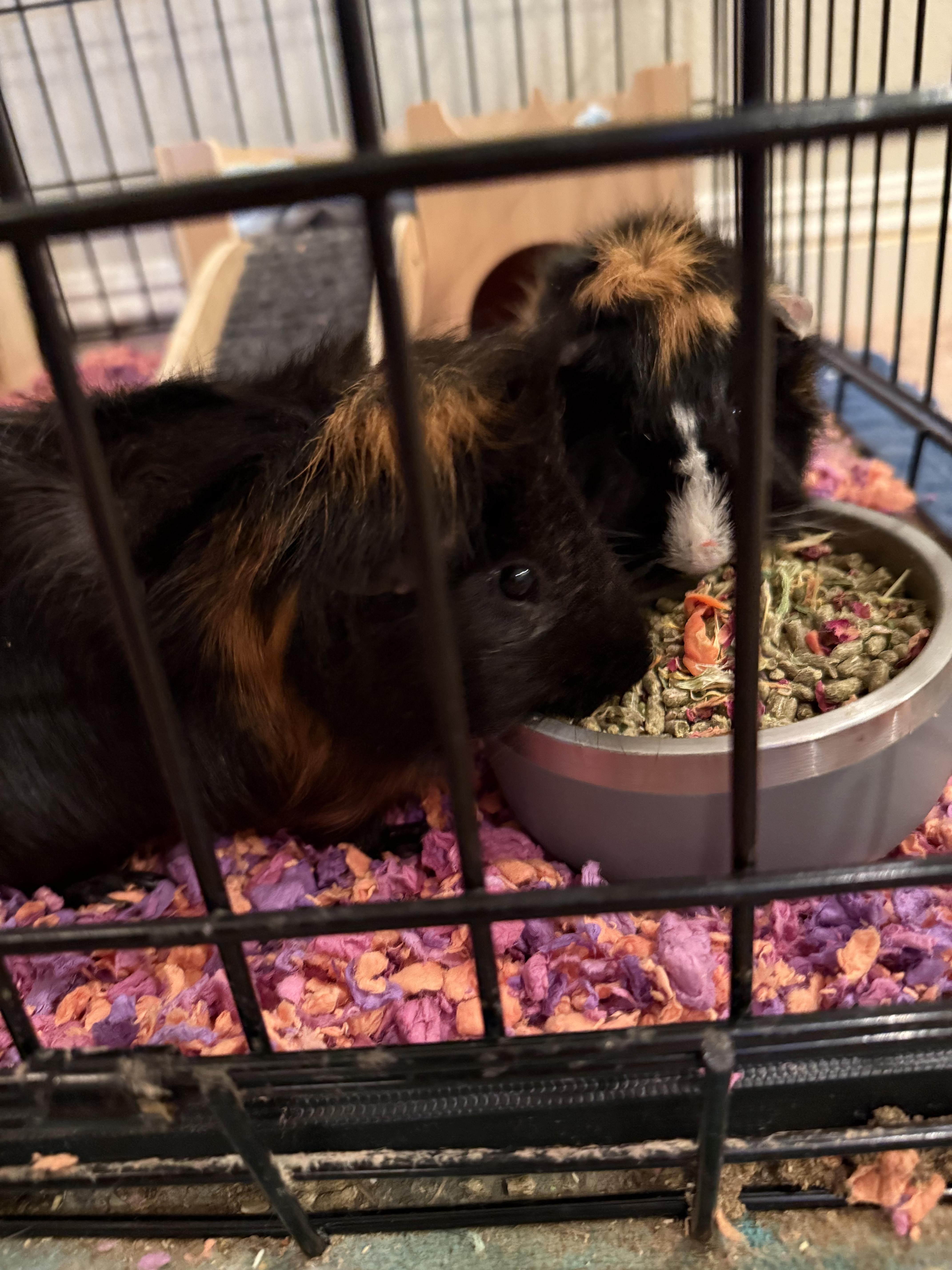 Enlarge The Boys, a Adoptable Abyssinian in Irvine, CA image 2/2