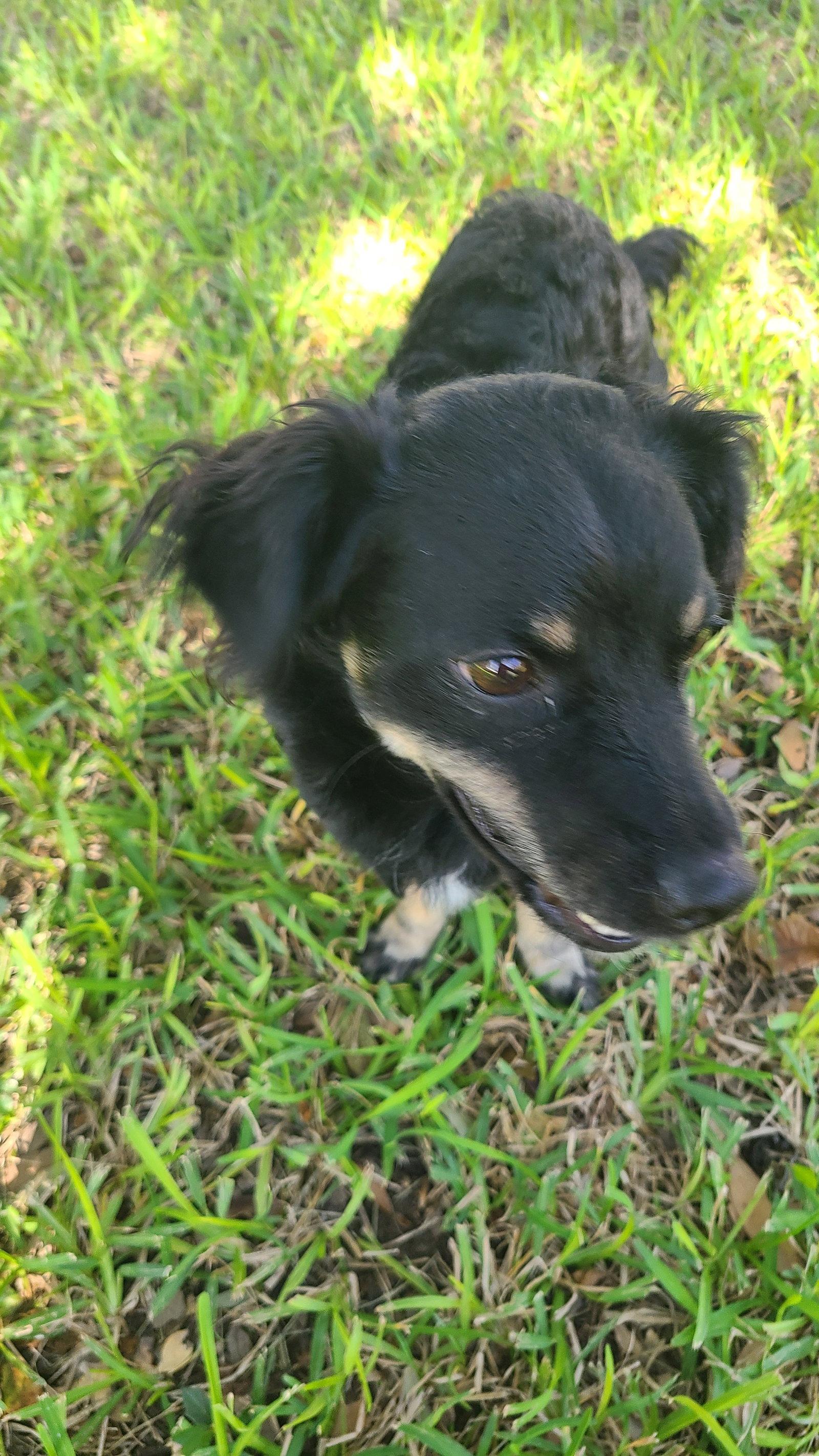 Enlarge Gigi Grace, a Adoptable mixed breed in Austin, TX image 1/3