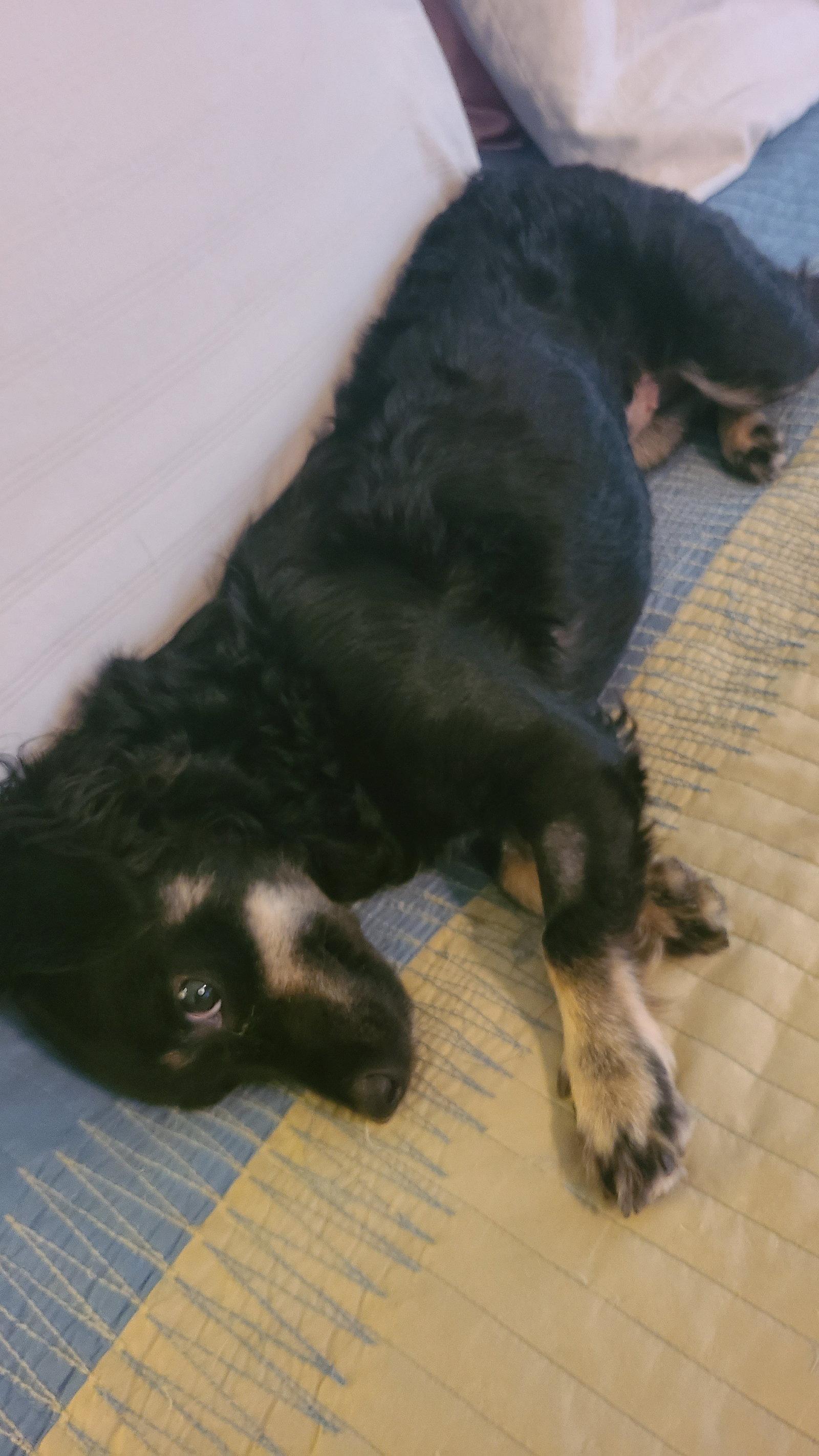 Enlarge Gigi Grace, a Adoptable mixed breed in Austin, TX image 2/3