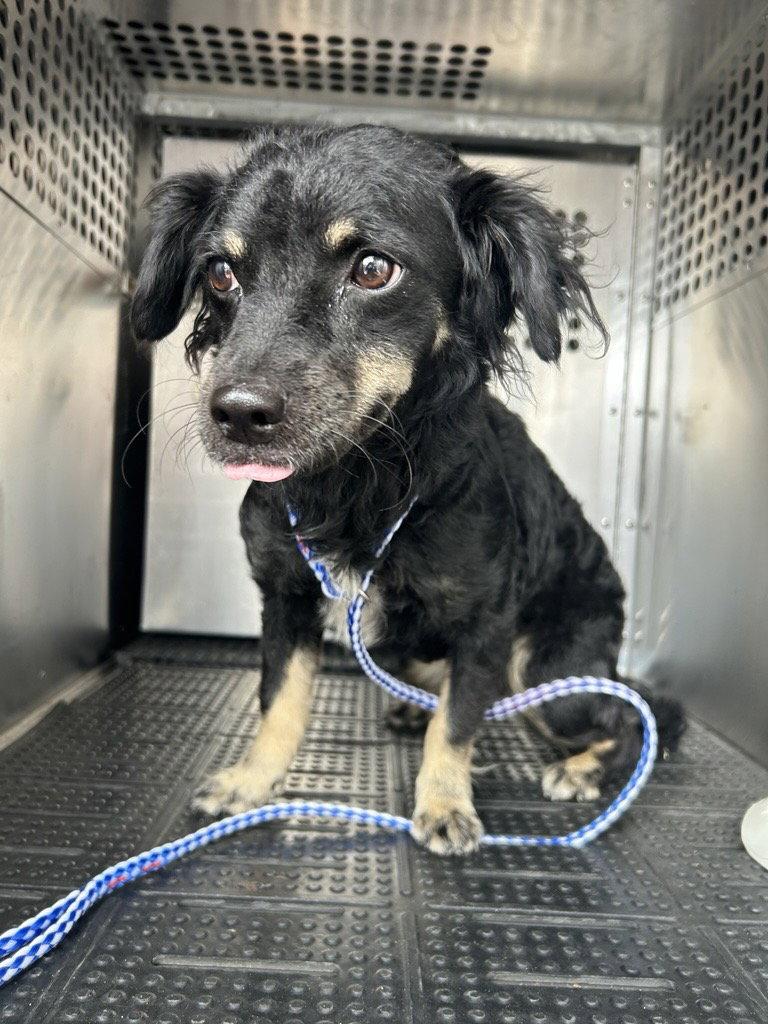 Enlarge Gigi Grace, a Adoptable mixed breed in Austin, TX image 3/3