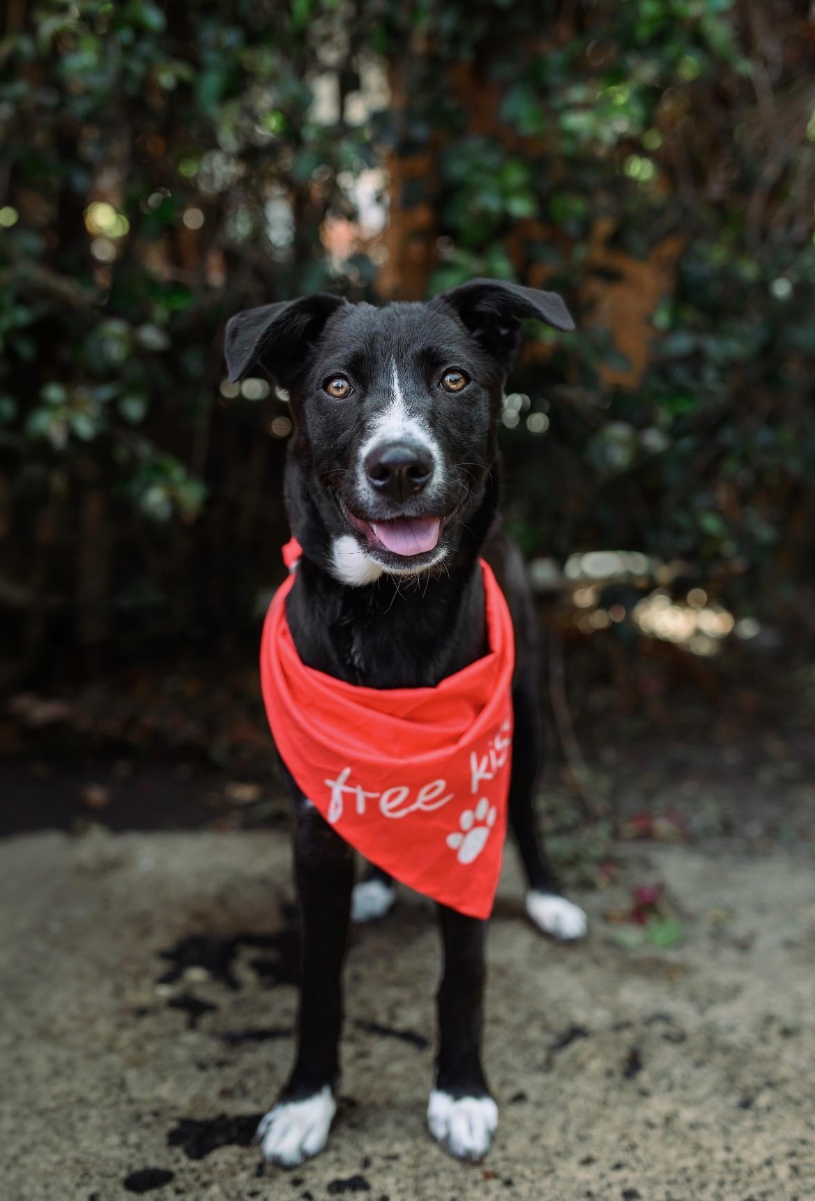 Nyx, ADOPTABLE, Young Female Labrador Retriever & Husky.