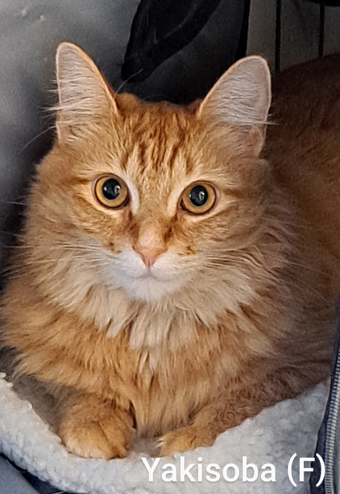 Yakisoba, an adopted Tabby in Maple Ridge, BC_image-1
