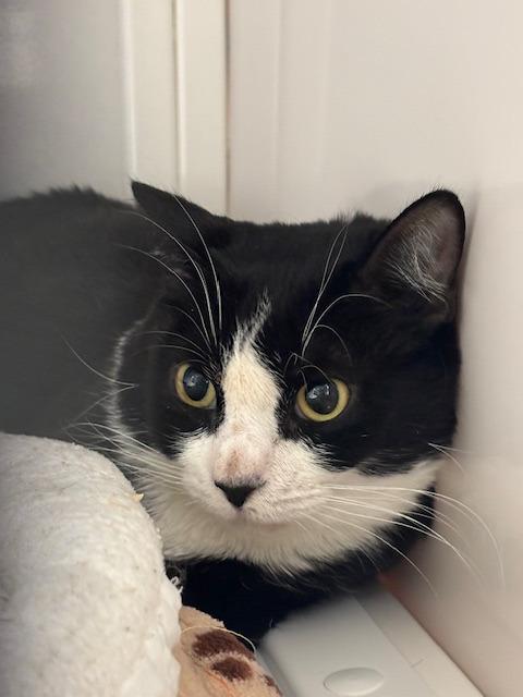 Enlarge Canyon, a Adoptable mixed breed in Peoria, AZ image 2/3