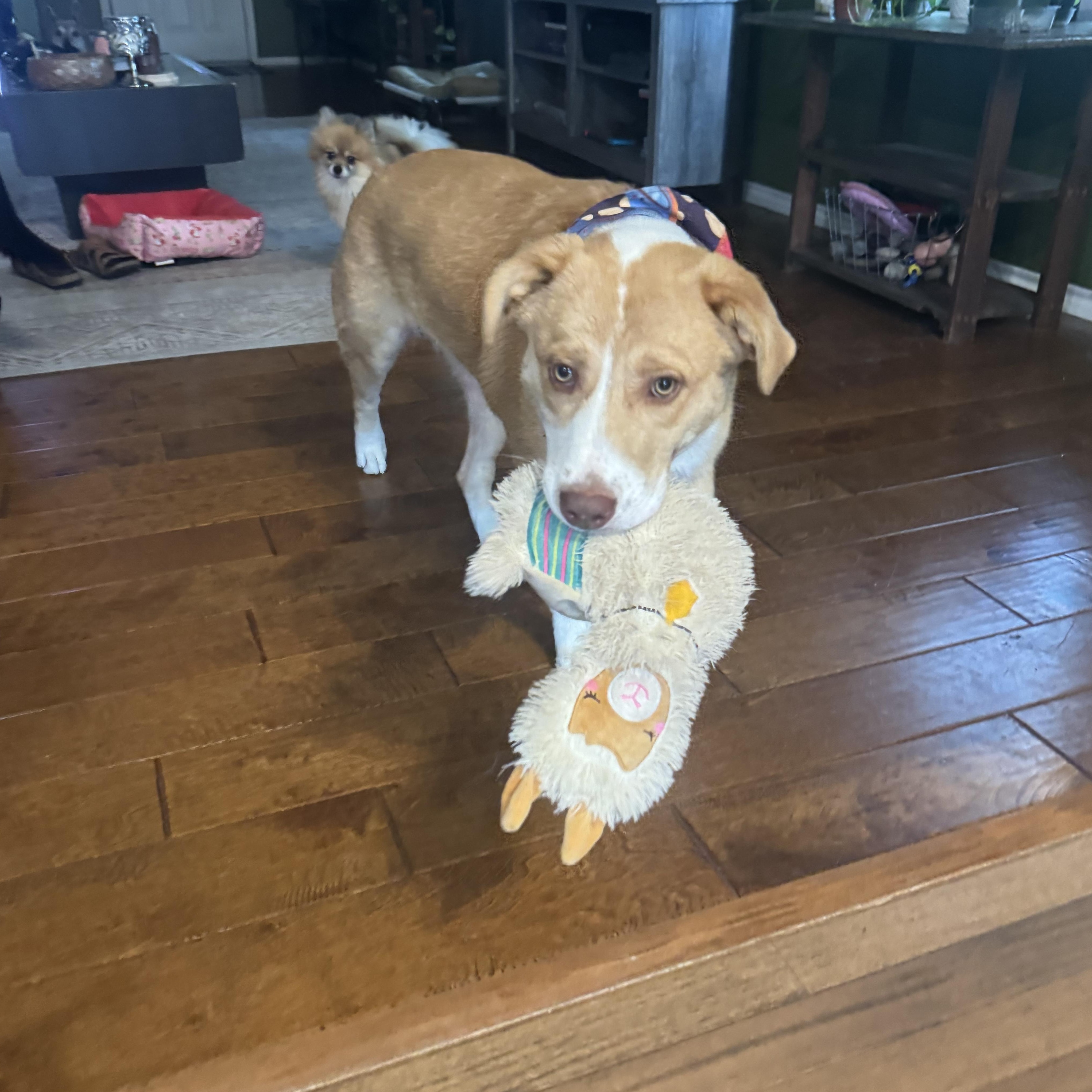 Hope, a Adoptable mixed breed in Chicago, IL image 2/6