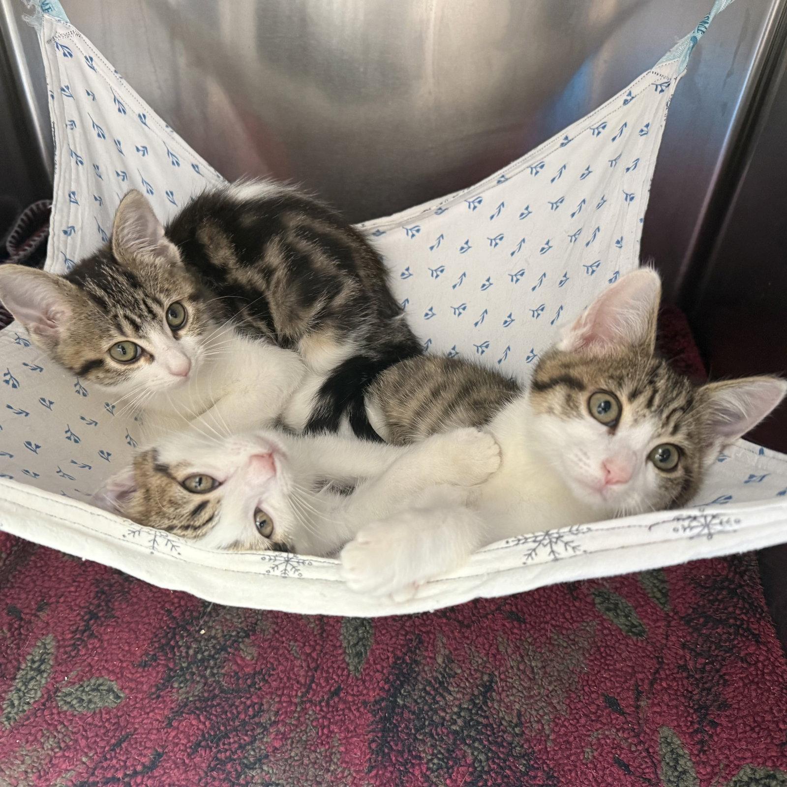 Elinor, Adopted, Kitten Female Domestic Short Hair.