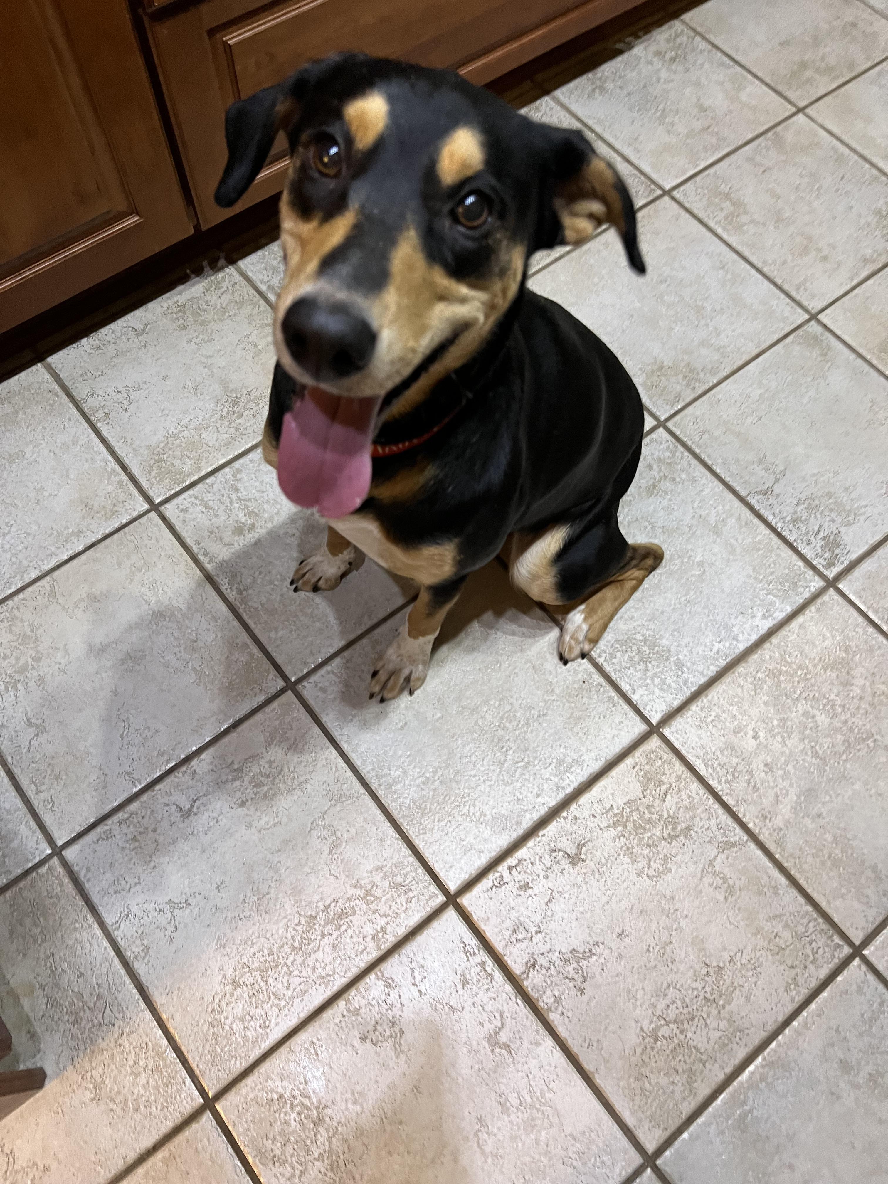 Pepper, a Adoptable mixed breed in Covington, TN image 5/5