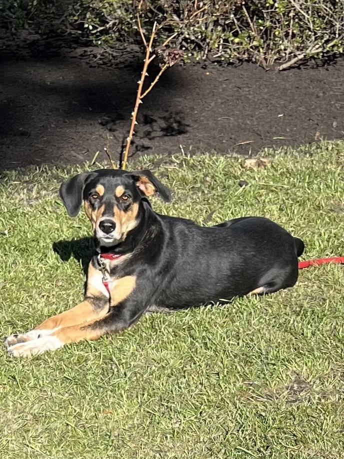Pepper, a Adoptable mixed breed in Covington, TN image 1/5
