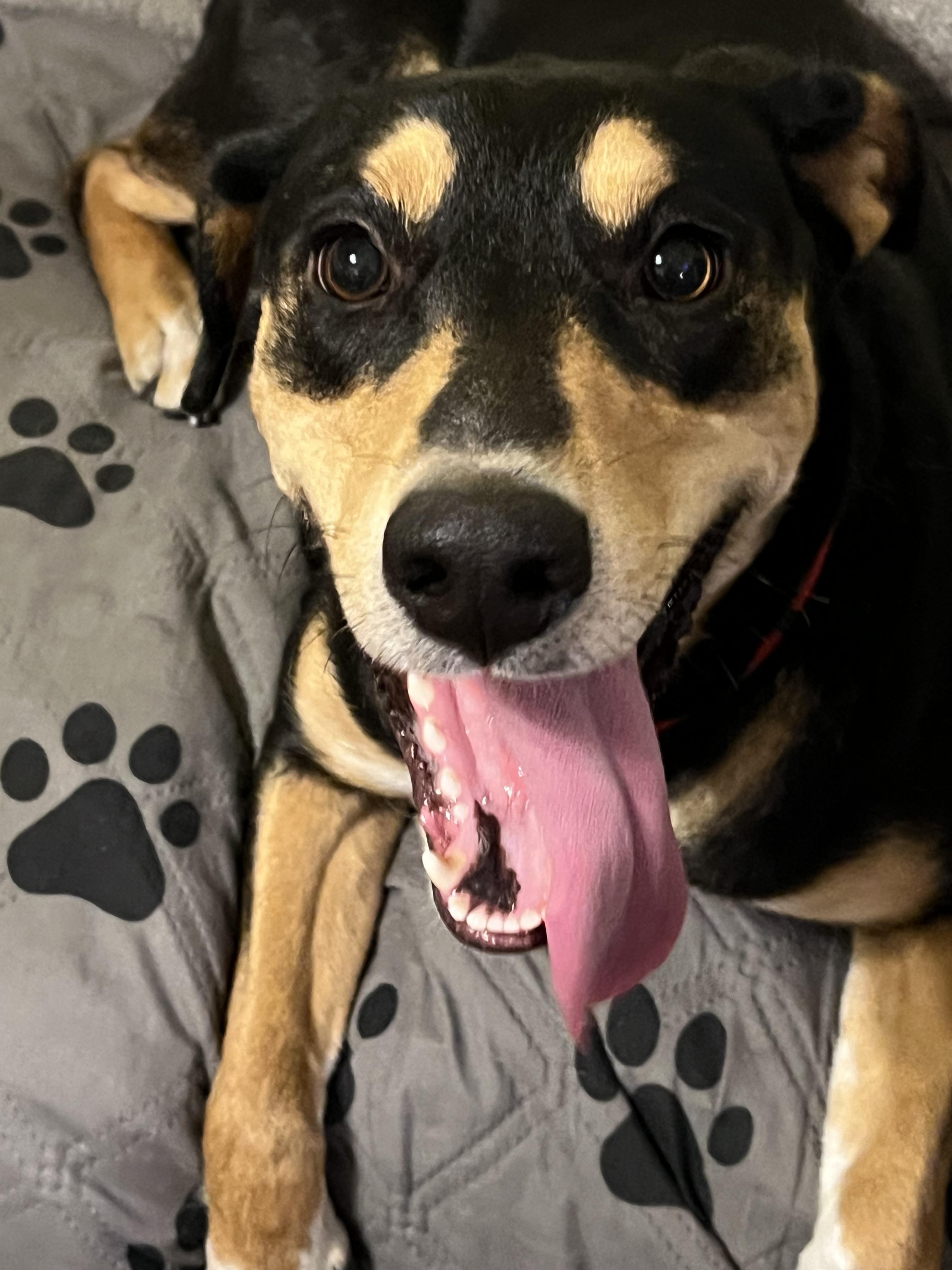 Pepper, a Adoptable mixed breed in Covington, TN image 2/5