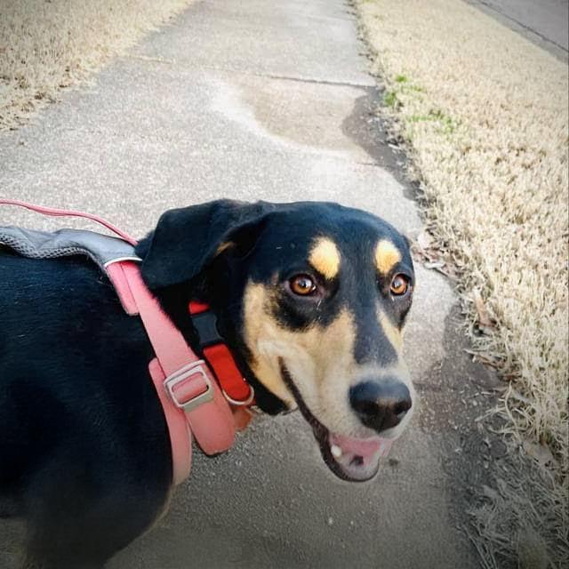 Pepper, a Adoptable mixed breed in Covington, TN image 4/5