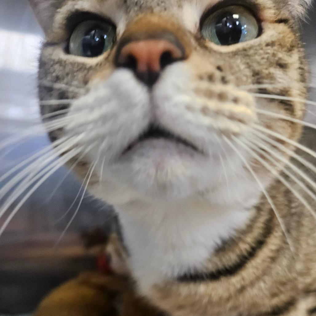 Kitty, Adoptable, Adult Female Domestic Short Hair.