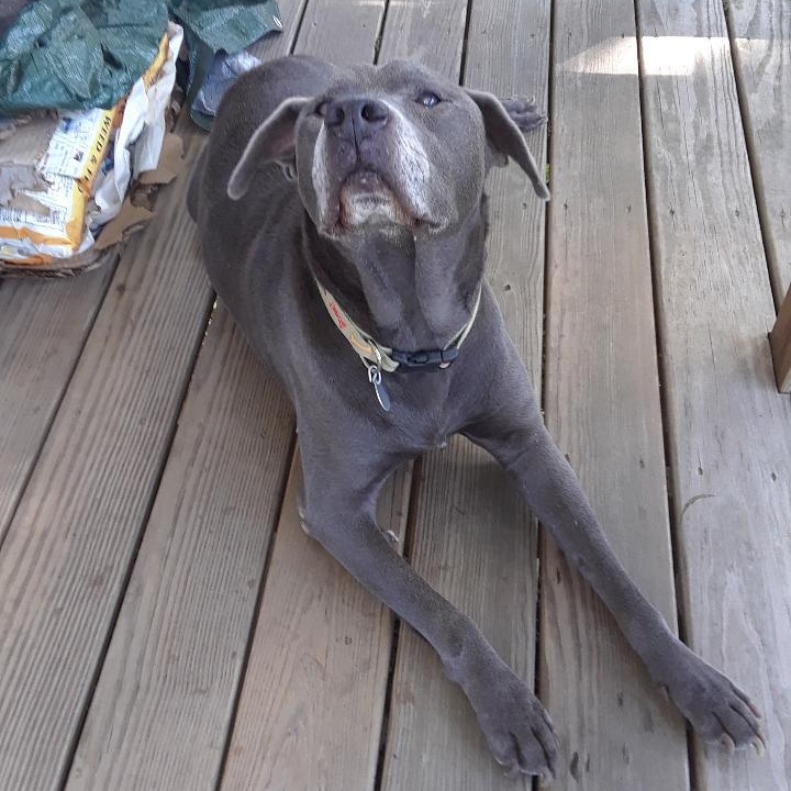 King, Senior Male Labrador Retriever