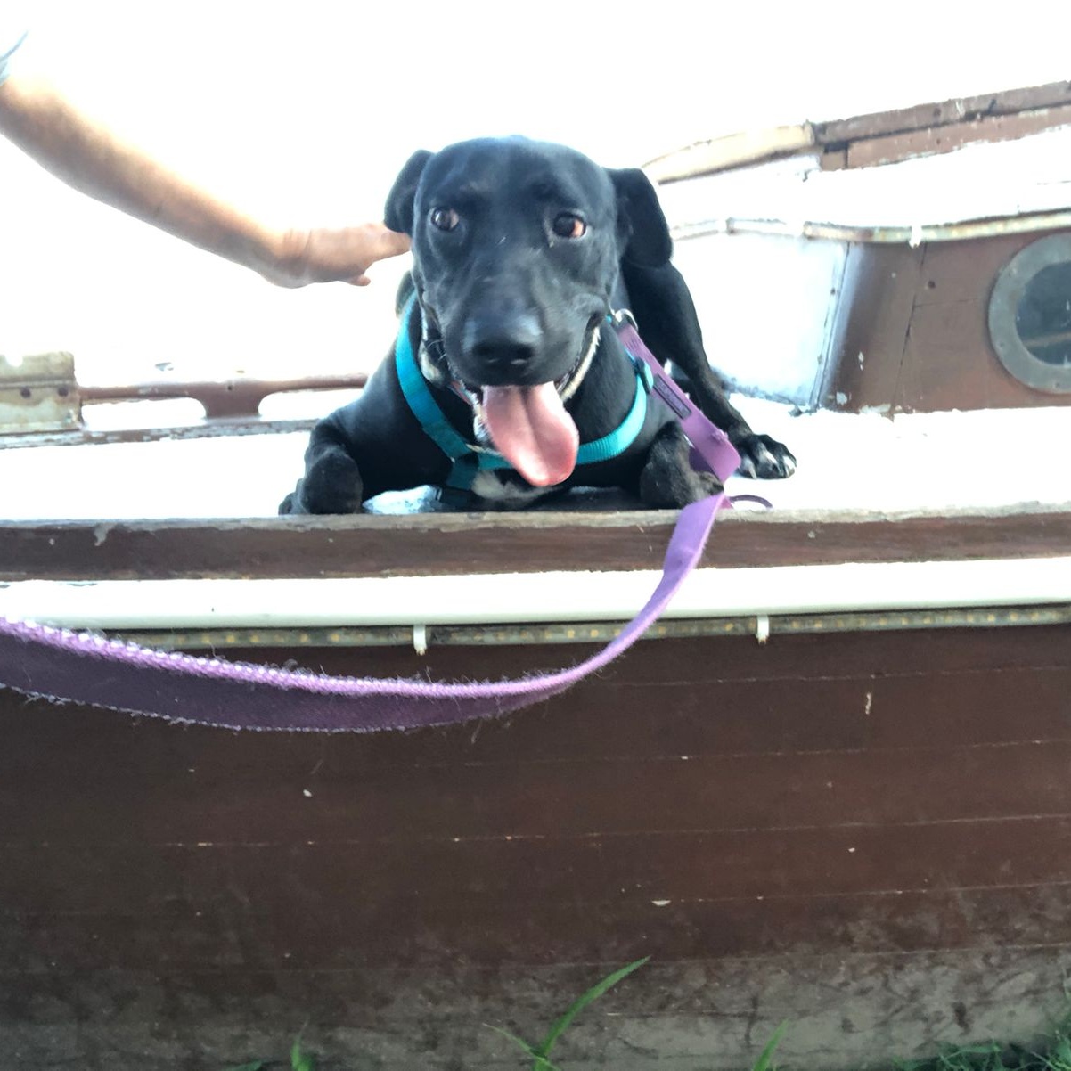 Enlarge Milo, a Adoptable Mixed Breed in Las Jarretaderas, NAY image 3/6