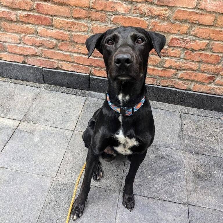 Enlarge Milo, a Adoptable Mixed Breed in Las Jarretaderas, NAY image 4/6