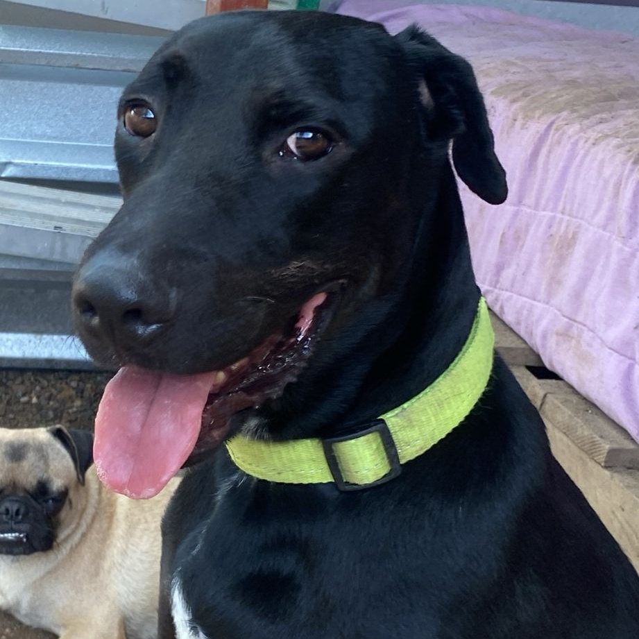 Enlarge Milo, a Adoptable Mixed Breed in Las Jarretaderas, NAY image 2/6