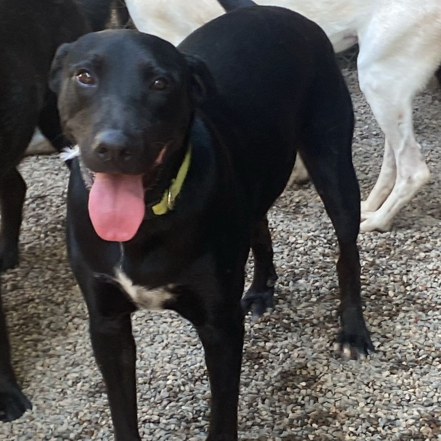 Enlarge Milo, a Adoptable Mixed Breed in Las Jarretaderas, NAY image 1/6