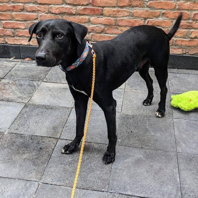 Enlarge Milo, a Adoptable Mixed Breed in Las Jarretaderas, NAY image 5/6