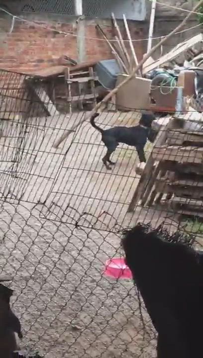 Enlarge Milo, a Adoptable Mixed Breed in Las Jarretaderas, NAY video 6/6