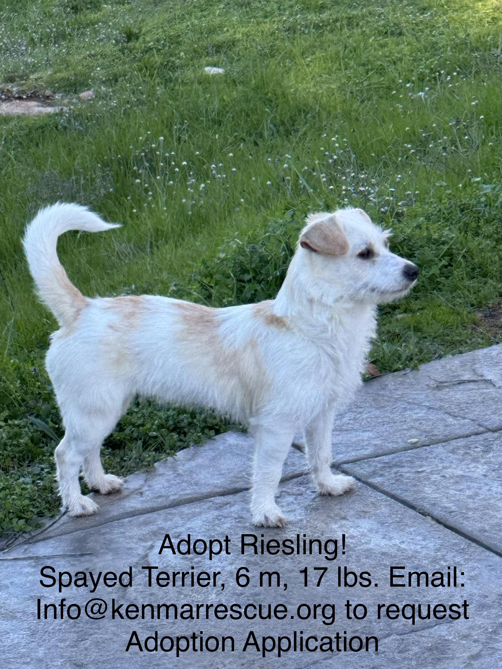 Enlarge Riesling, a ADOPTABLE mixed breed in Columbia, CA image 5/6