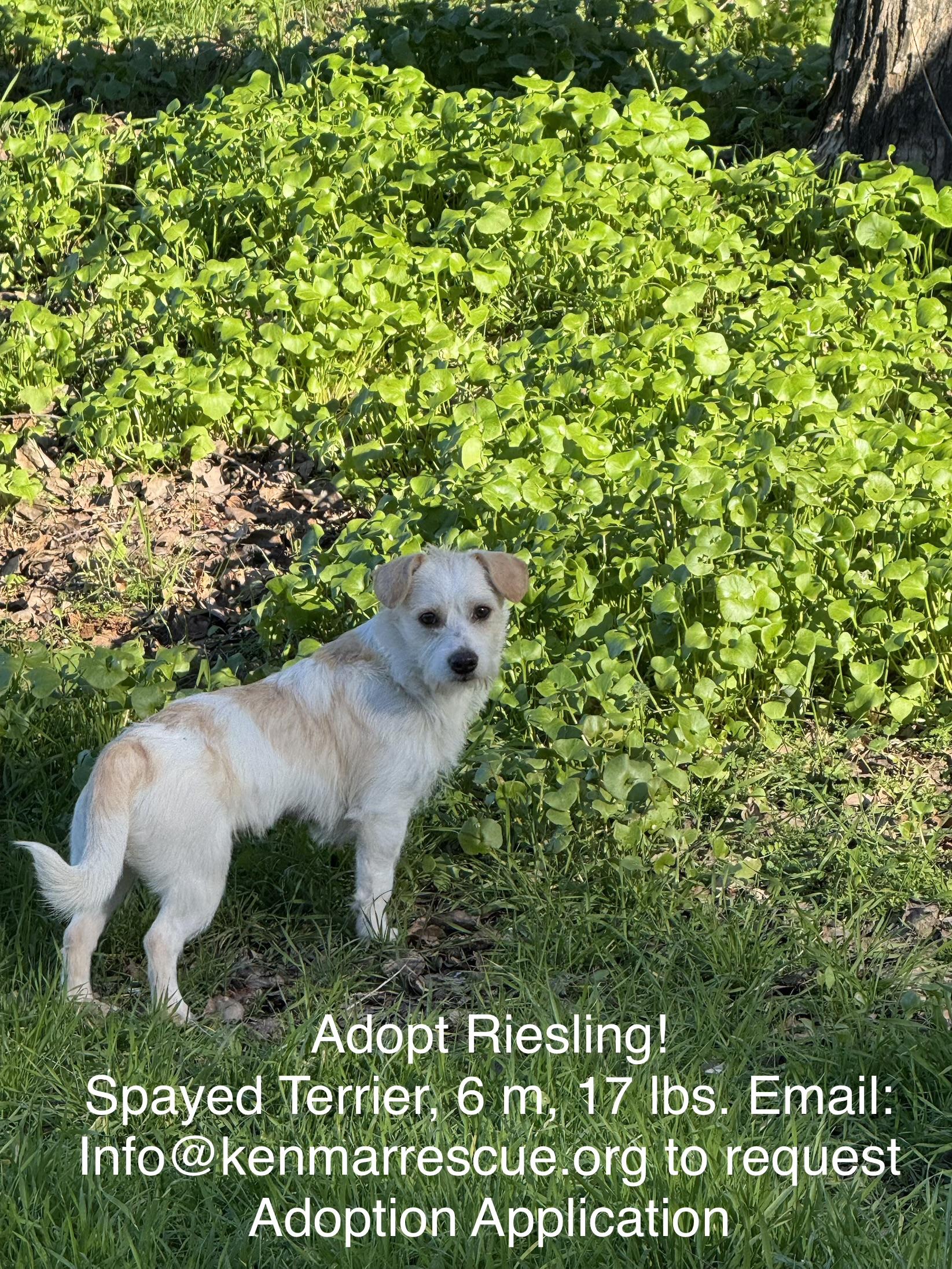 Riesling, ADOPTABLE, Young Female Jack Russell Terrier & Norwich Terrier.