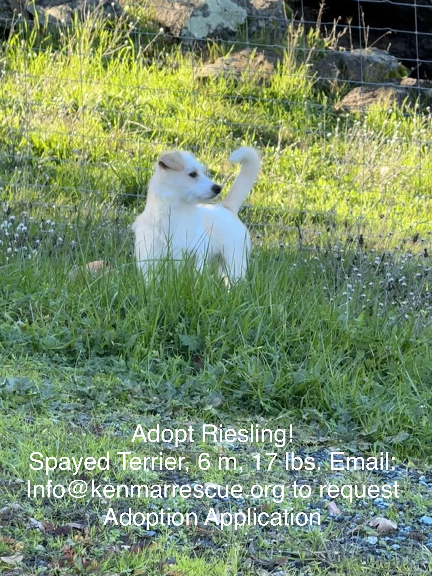Enlarge Riesling, a ADOPTABLE mixed breed in Columbia, CA image 6/6