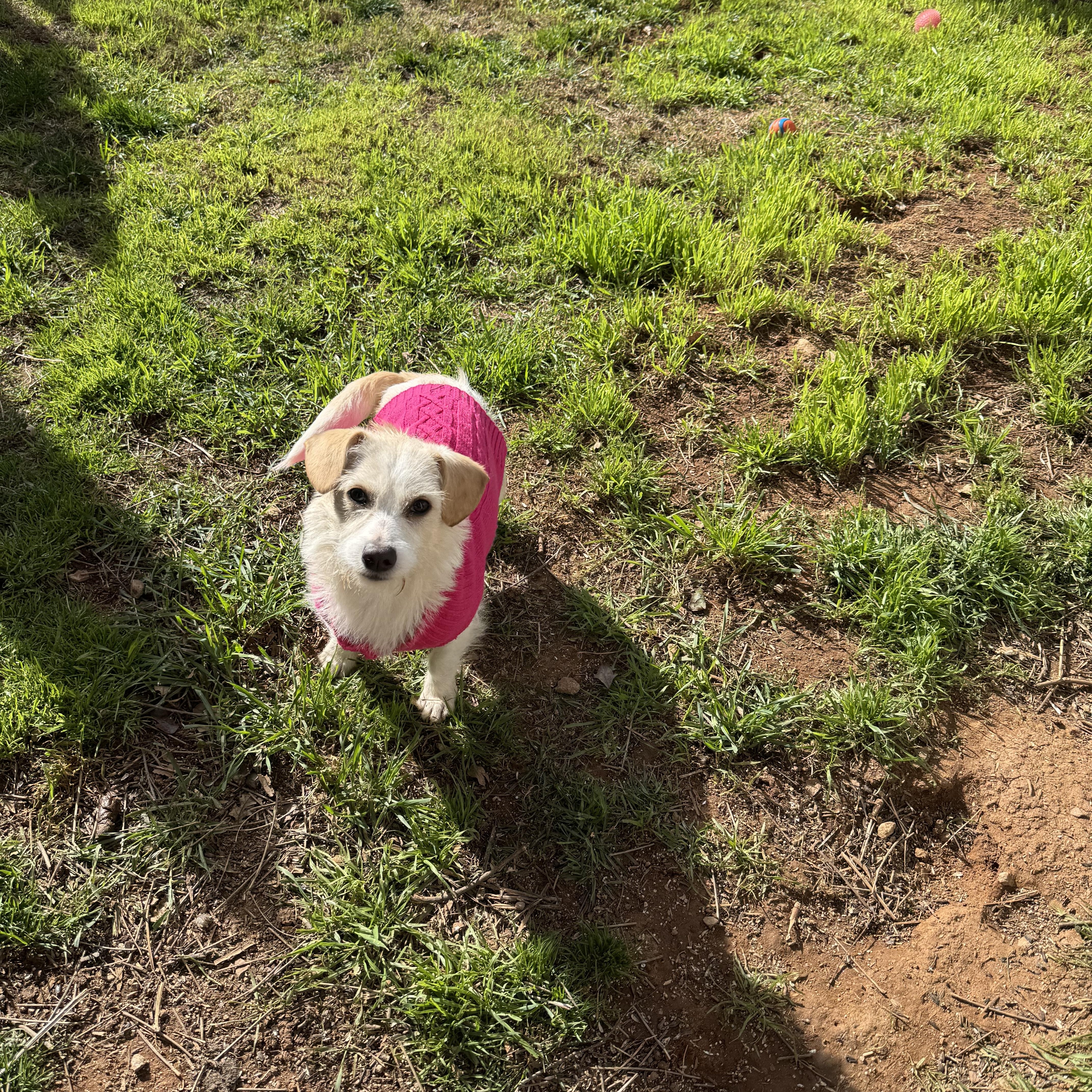 Enlarge Riesling, an adopted mixed breed in Columbia, CA image 4/6