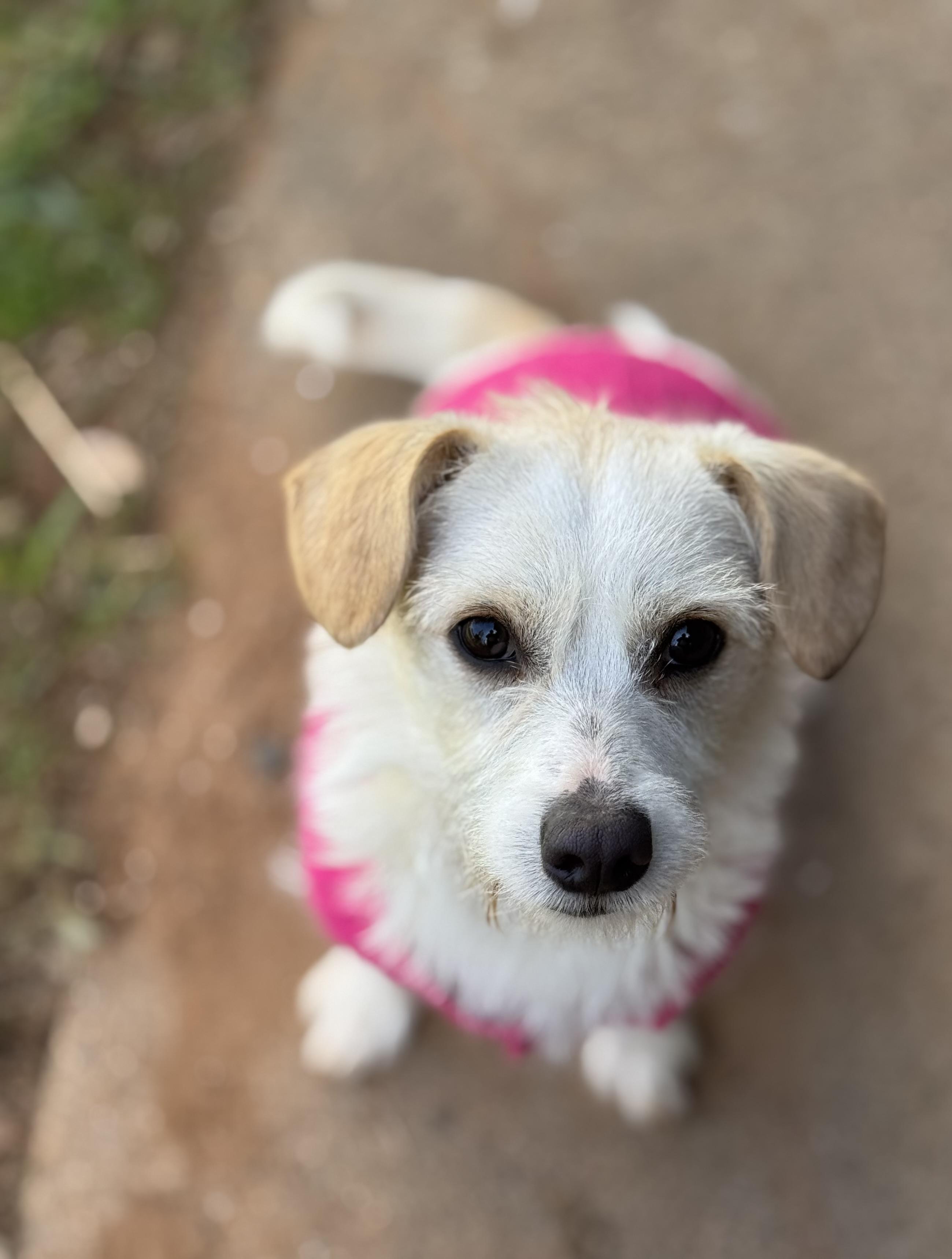 Enlarge Riesling, an adopted mixed breed in Columbia, CA image 6/6